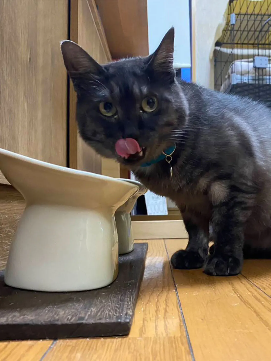 ごはんのあとに舌を出す黒猫