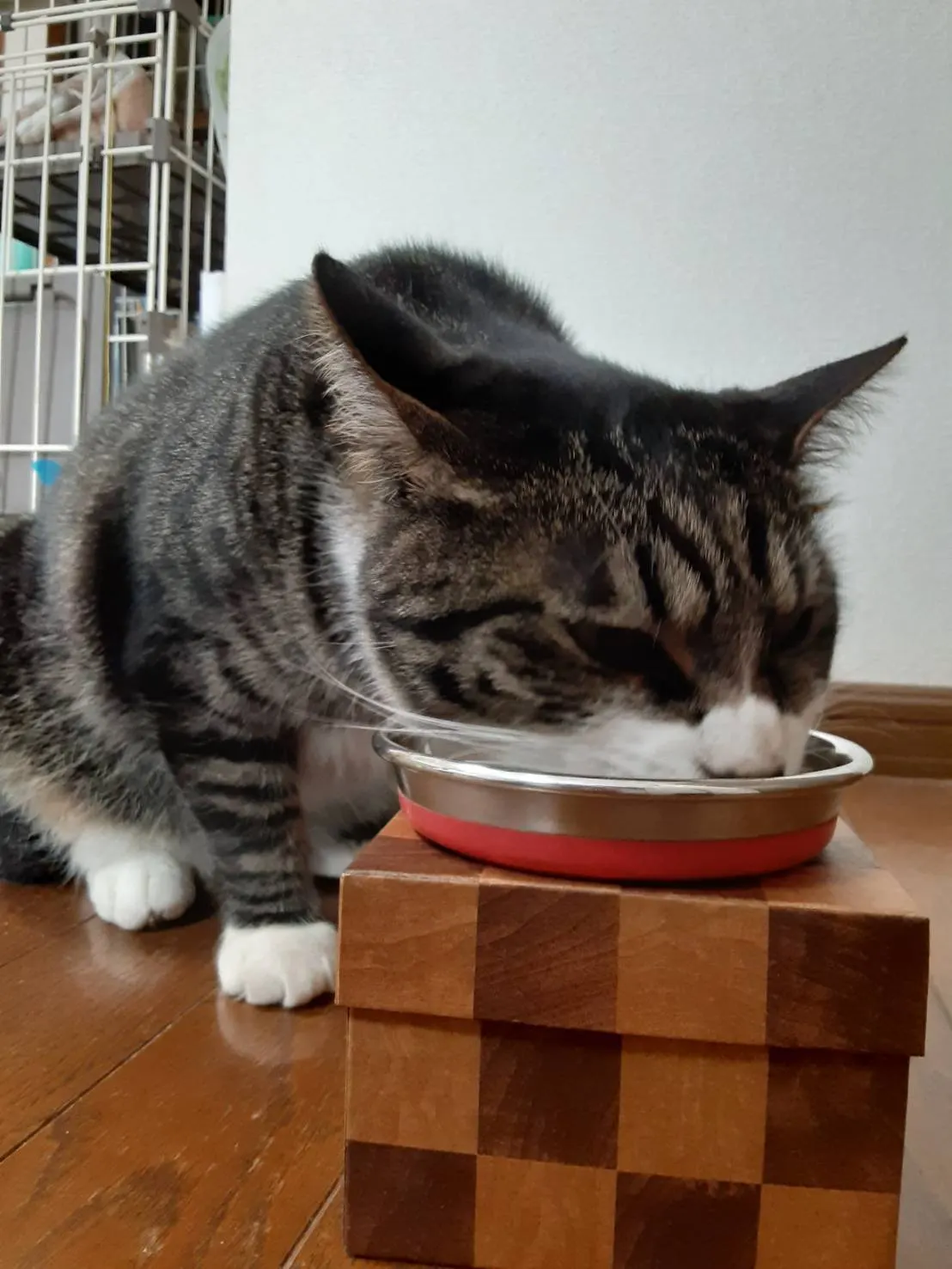 ごはんを食べるキジトラの猫