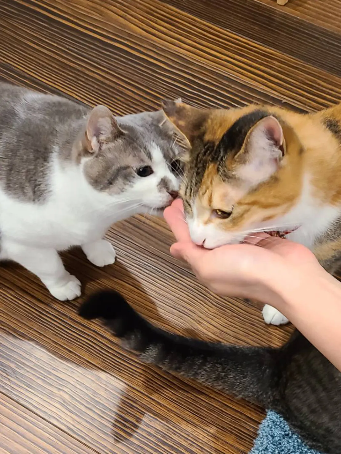 人の手からおやつをもらう2匹の猫